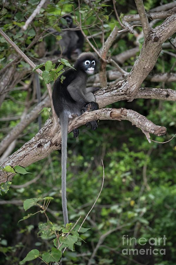 Dusky Leaf-monkey Photograph by Tony Camacho/science Photo Library