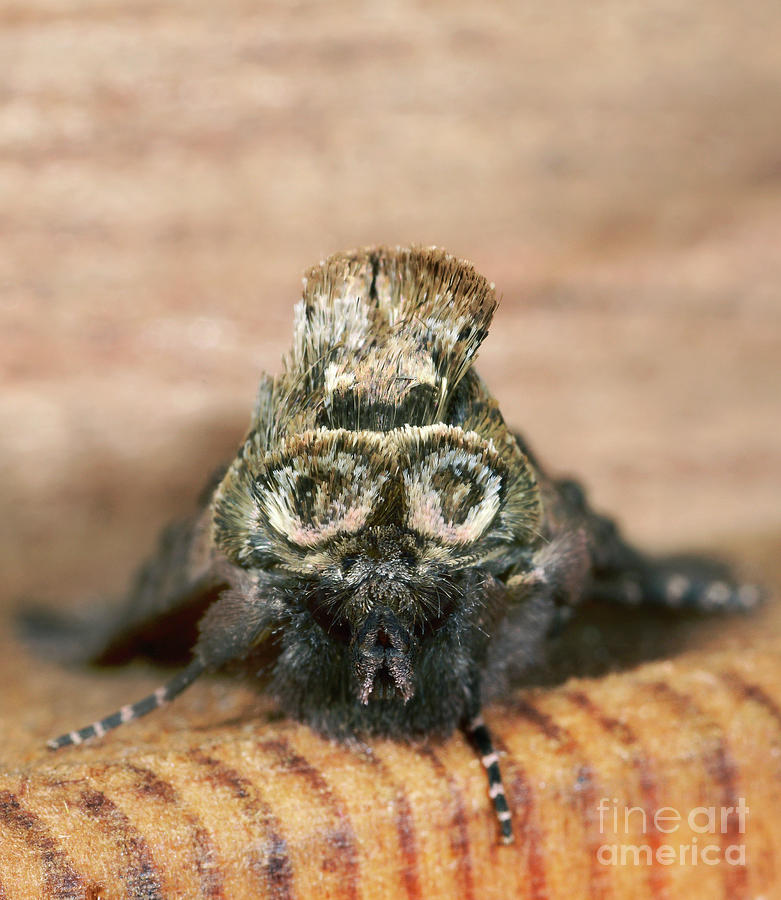 Spectacled Moth Head Photograph by Nigel Downer/science Photo Library