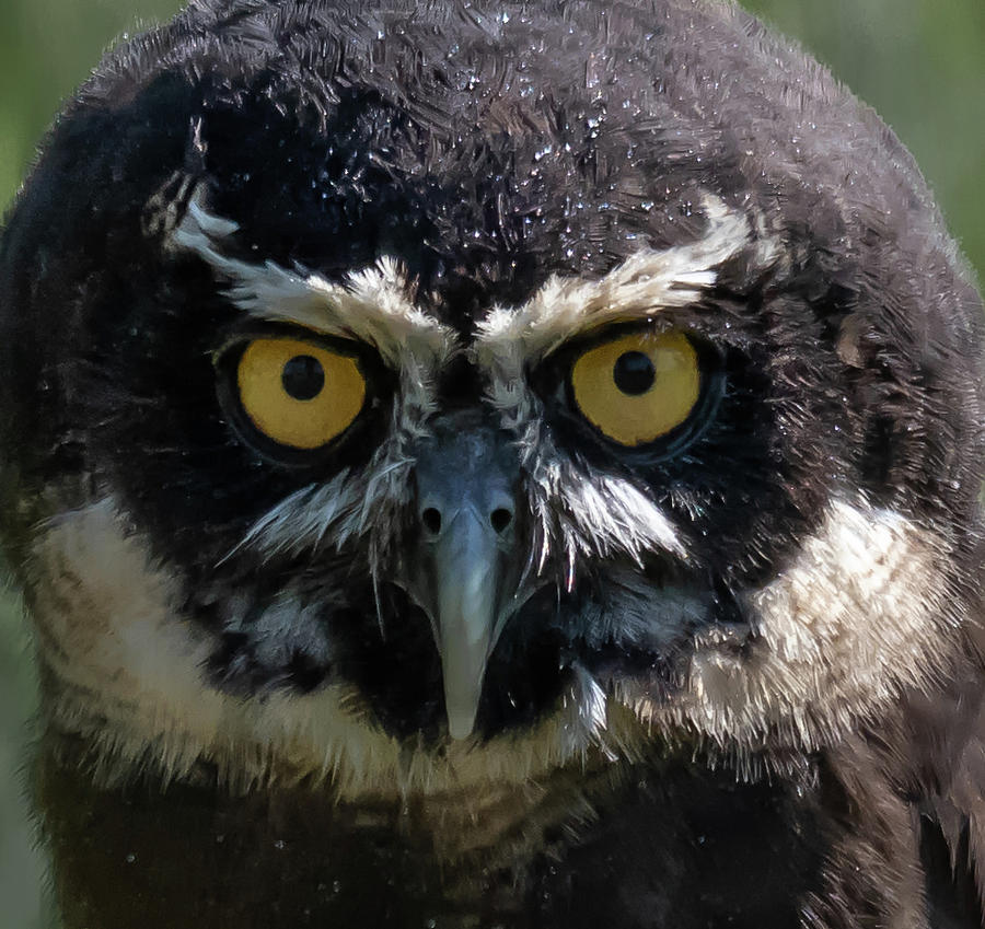Spectacled Owl Photograph by Hershey Art Images