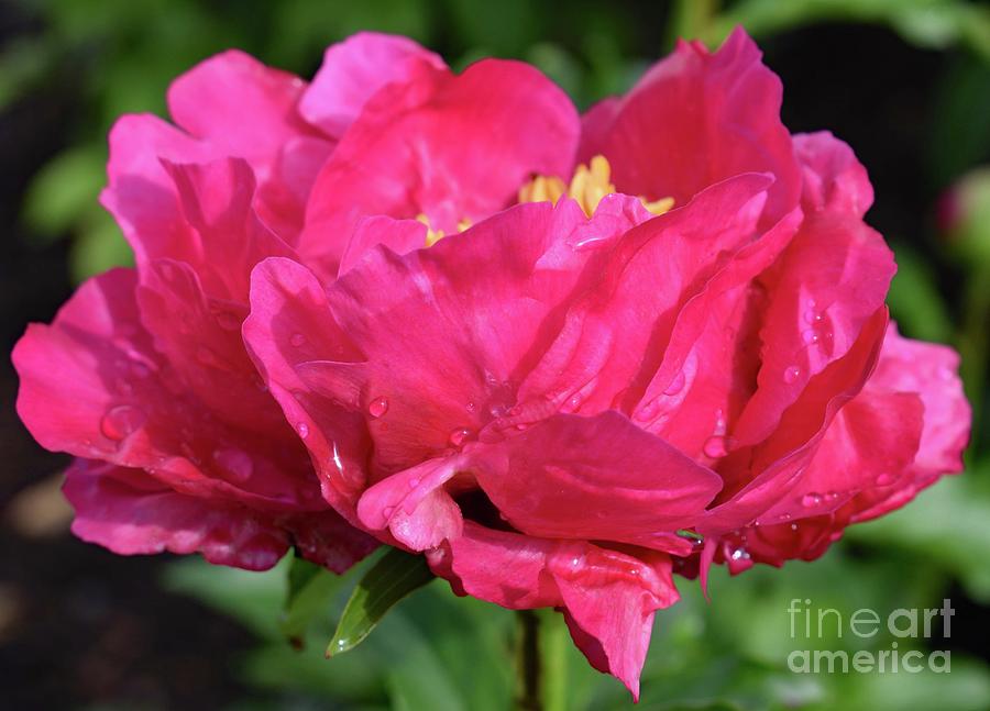 Nature Photograph - Spectacular Best Man Peony by Cindy Treger
