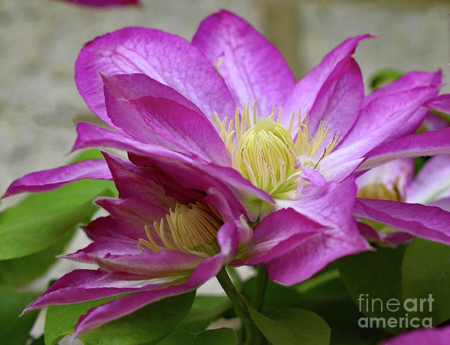 Spectacular Blooms Of A Spring Clematis Photograph