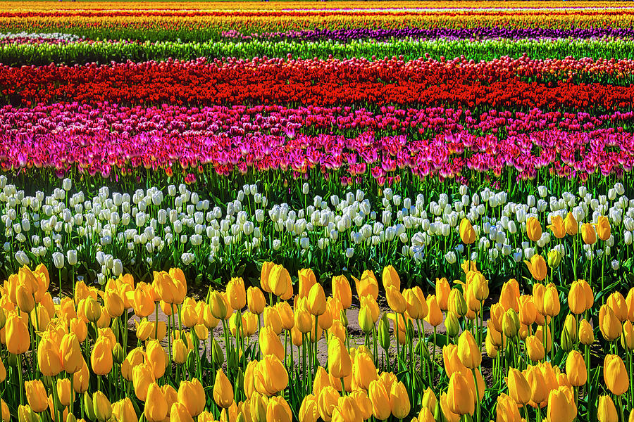 Spectacular Endless Tulip Fields Photograph by Garry Gay