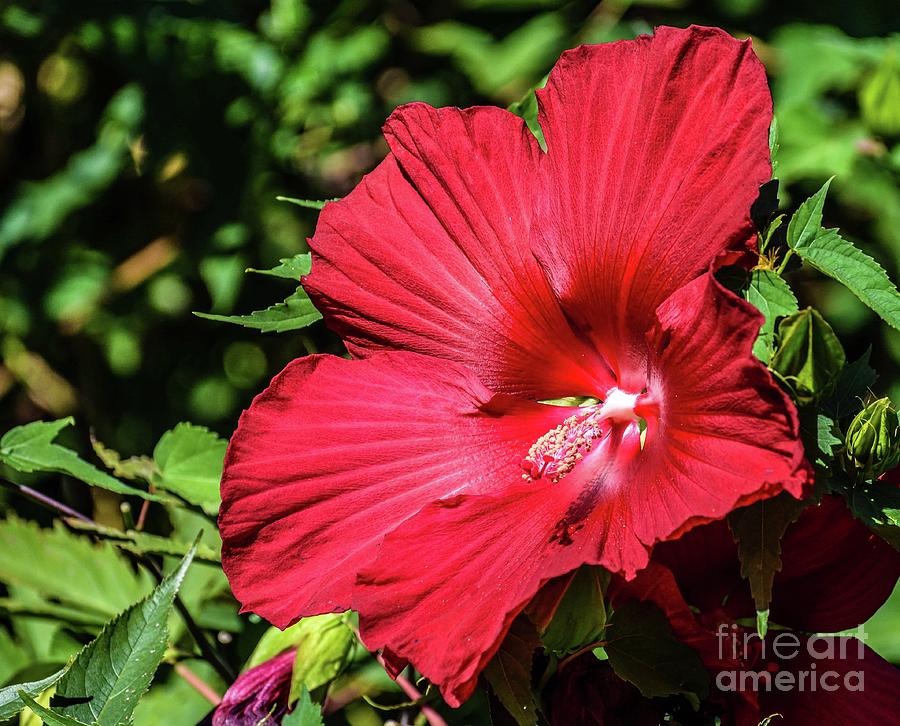 Spectacular Giant Red Hibiscus Photograph