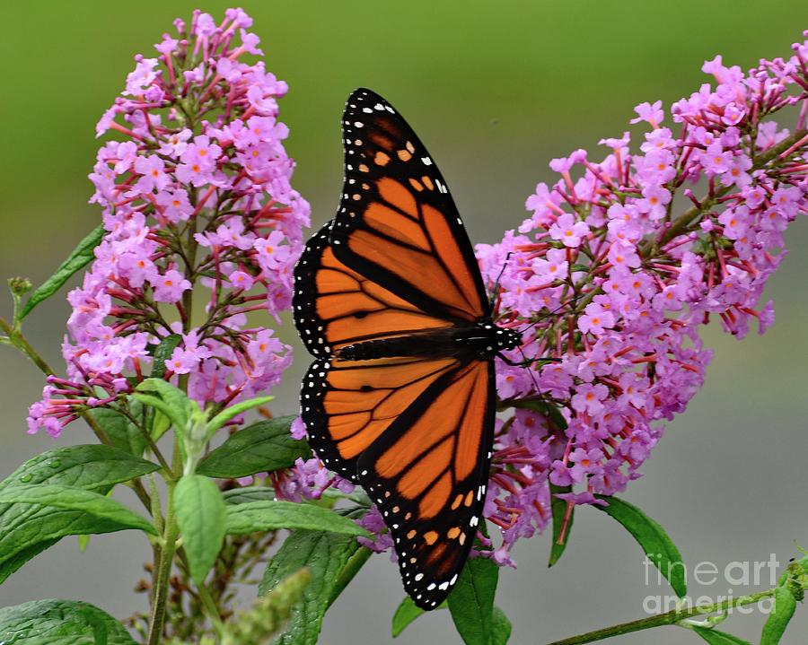 Spectacular Monarch Beauty Photograph