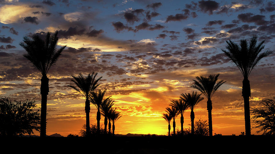Spectacular Palm Sunset  Photograph by Saija Lehtonen