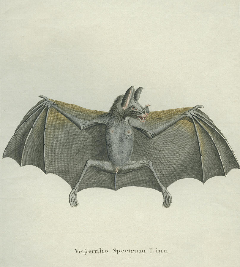 Spectral Bat Photograph by Hulton Archive