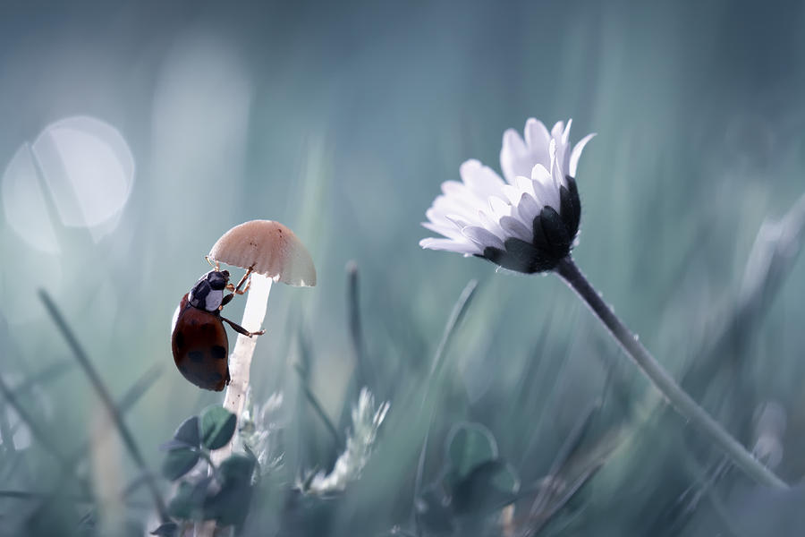 Ladybug Photograph - Speed Dating by Fabien Bravin
