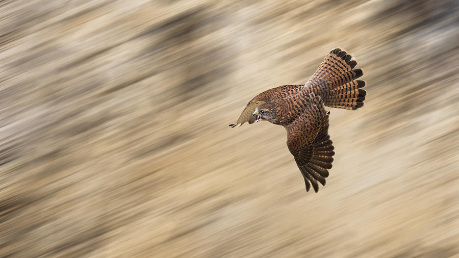Falcon Photograph - Speeding Falcon by Kieran O Mahony
