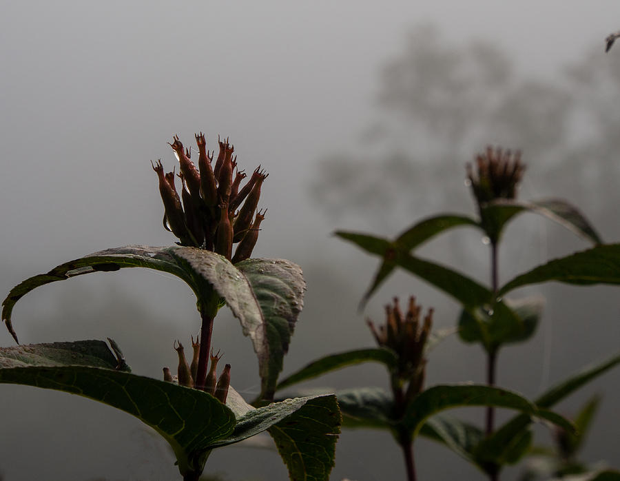 Spent Flowers on a Foggy Day Along the Blue Ridge Park Way Photograph by L Bosco