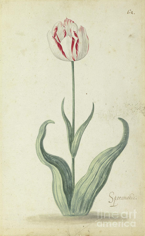 Tulip Painting - speramondi Tulip, From An Album Of Flowers, C.1640 by Ambrosius The Younger Bosschaert
