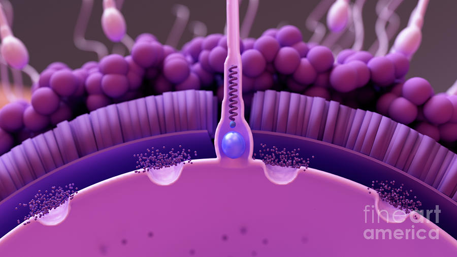 Sperm Cell Fertilising An Egg Cell Photograph By Design Cells Science