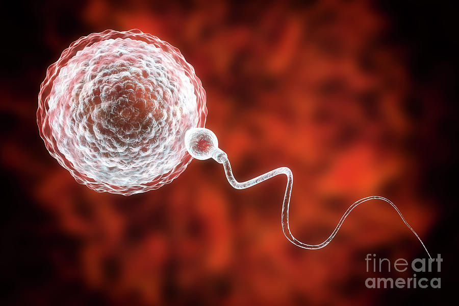 Sperm Fertilizing Egg Photograph by Kateryna Kon/science Photo Library ...