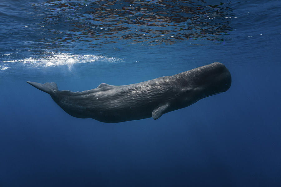 Wildlife Photograph - Sperm Whale by Barathieu Gabriel