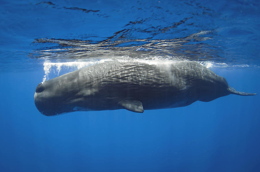 Sperm Whale Photograph by Cdric Pneau