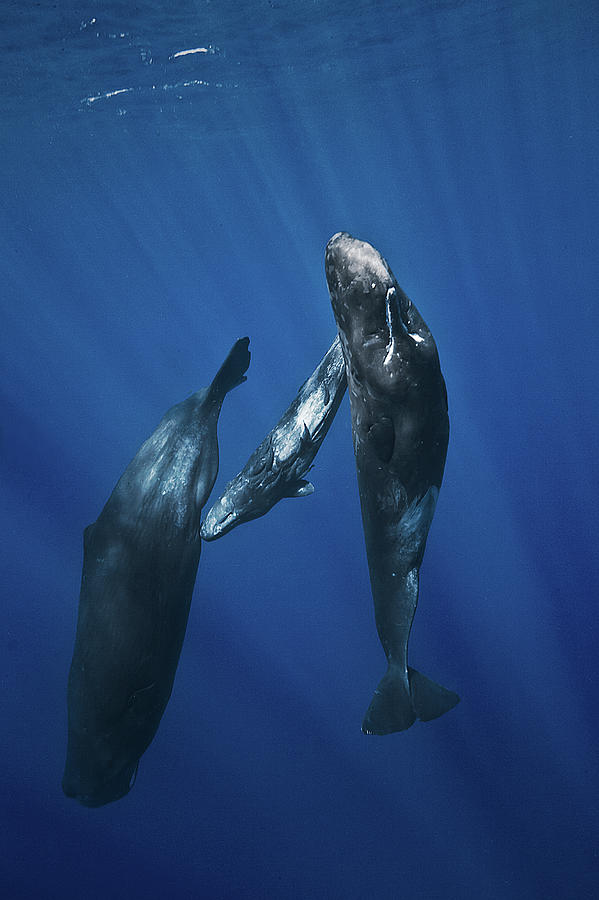 Wildlife Photograph - Sperm Whale Family by Barathieu Gabriel