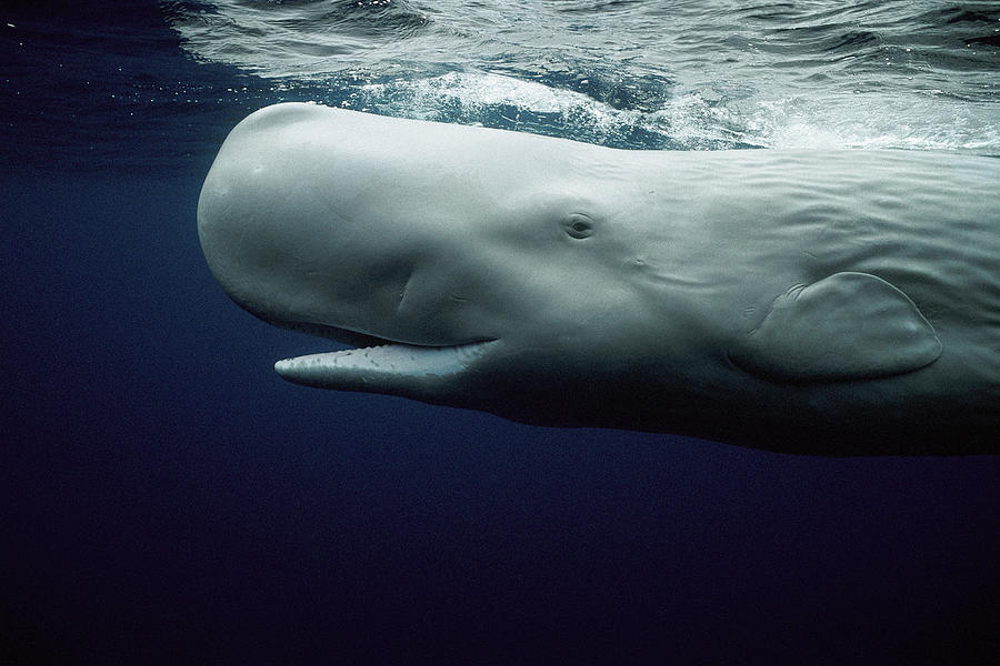 White Sperm Whale  Photograph by Hiroya Minakuchi