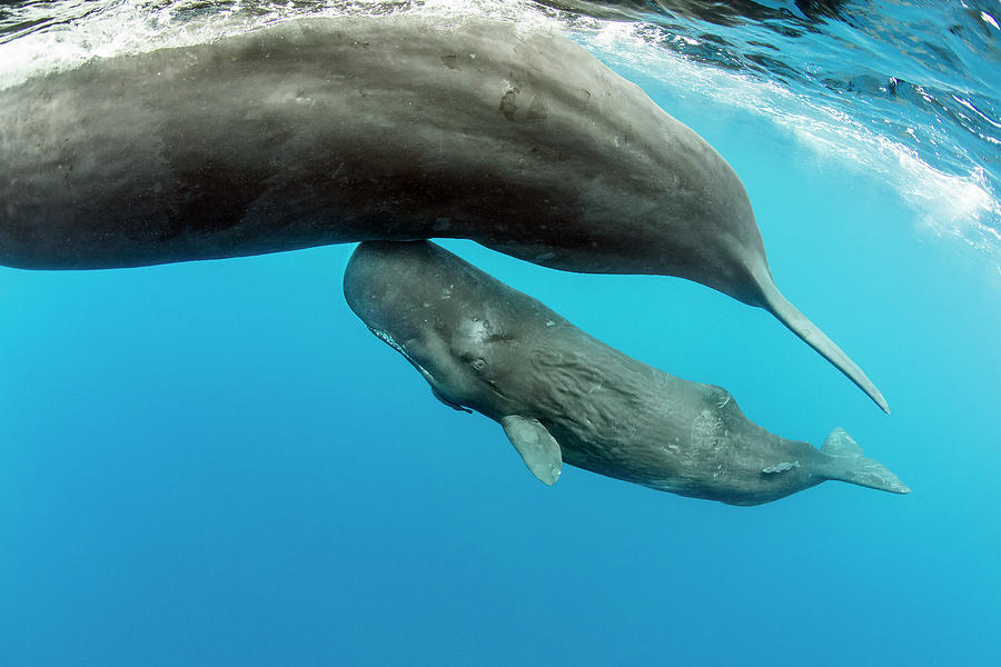 Sperm Whale Surfacing With Calf, Dominica, Caribbean Sea Photograph by ...