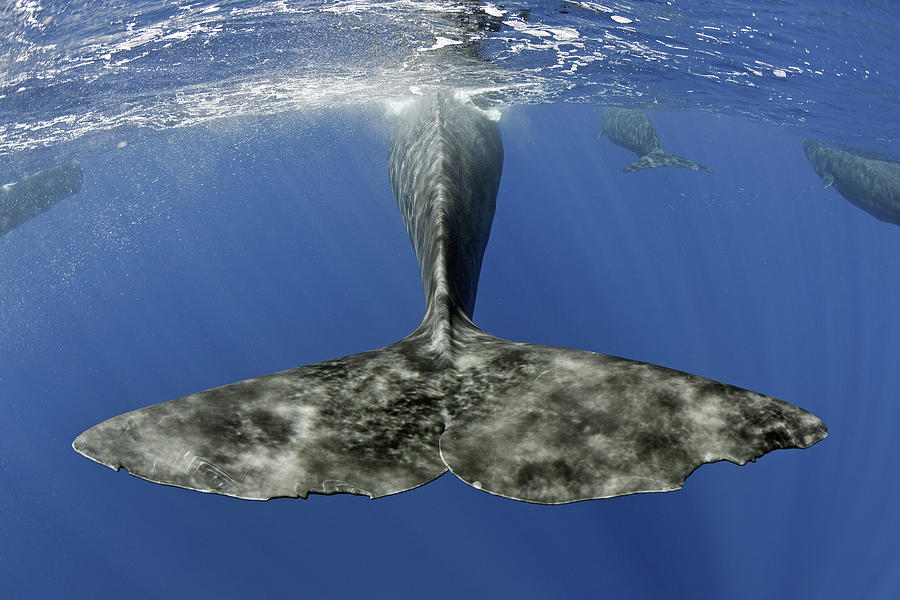 Sperm Whale Tail As Whale Surfaces, Dominica, Caribbean Sea Photograph ...