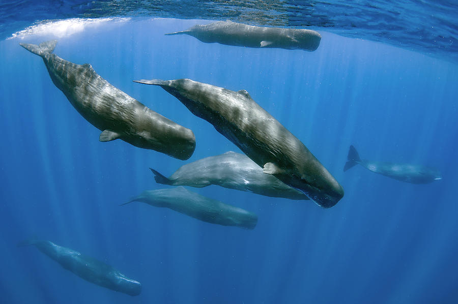 Sperm Whales Photograph by Cdric Pneau