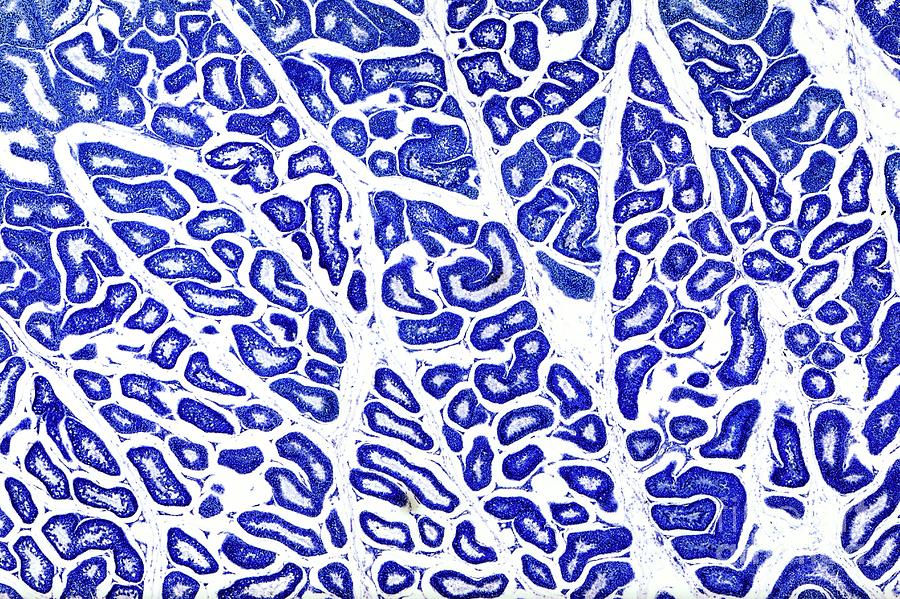 Spermatogenesis In Mammalian Testis Photograph by Nigel Downer/science ...