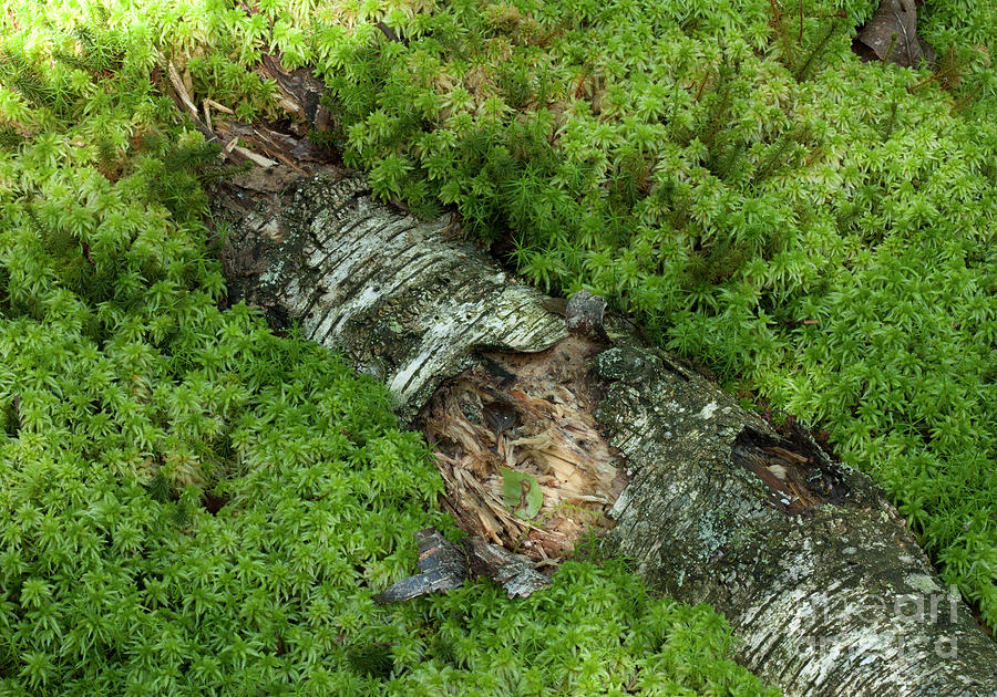 Sphagnum Sp. Moss On A Dead Birch Trunk Photograph by Pascal Goetgheluck/science Photo Library