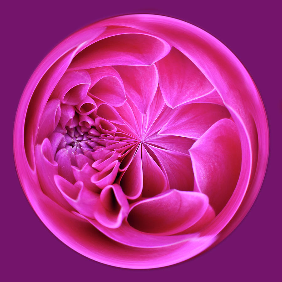 Spherical Abstraction Of Pink Flower Photograph by Diane Miller