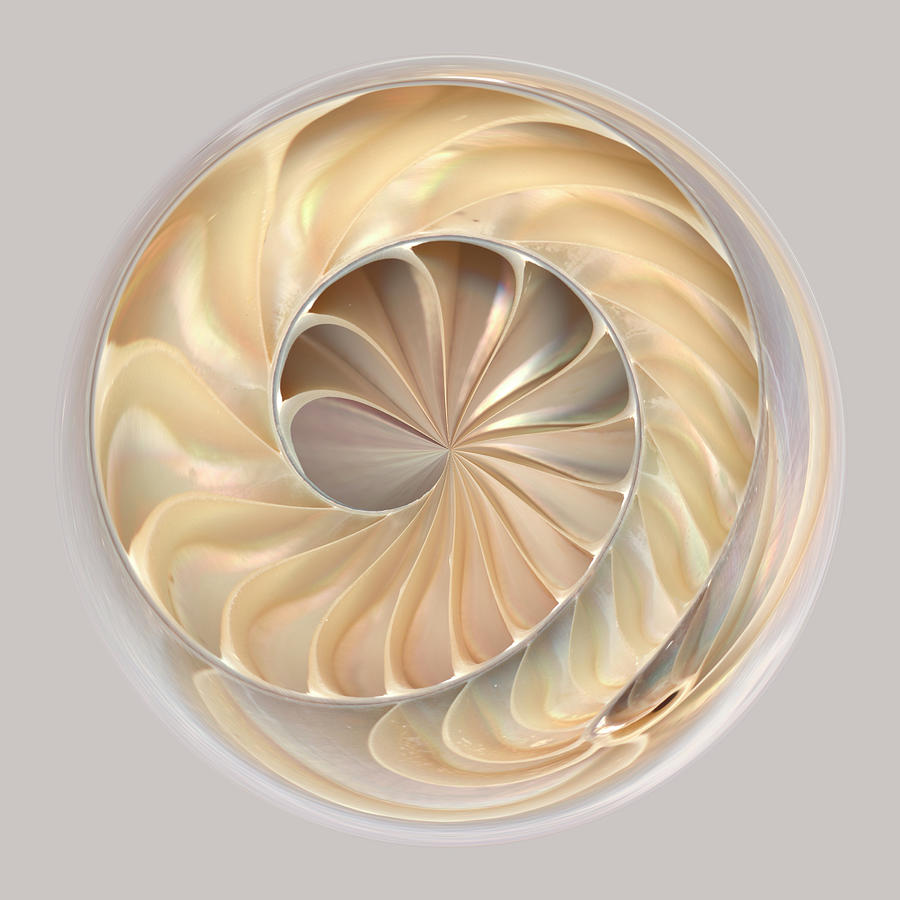 Spherical Abstraction Of Seashell Photograph by Diane Miller
