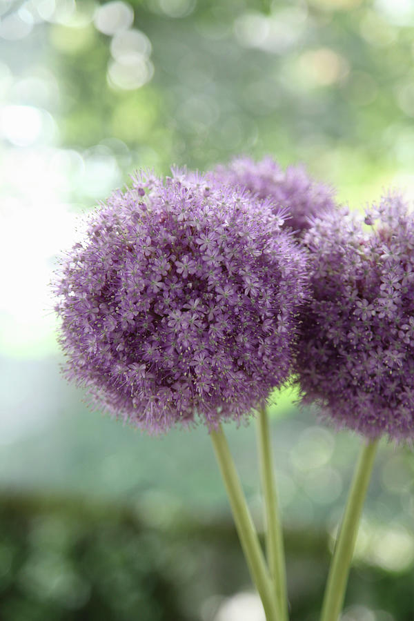 Spherical Allium Flowers Photograph by Sonja Zelano
