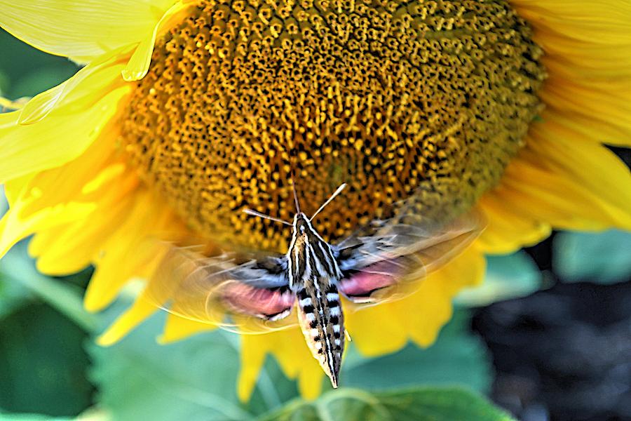 Sphinx Moth on Sunflower Photograph by Karen McKenzie McAdoo