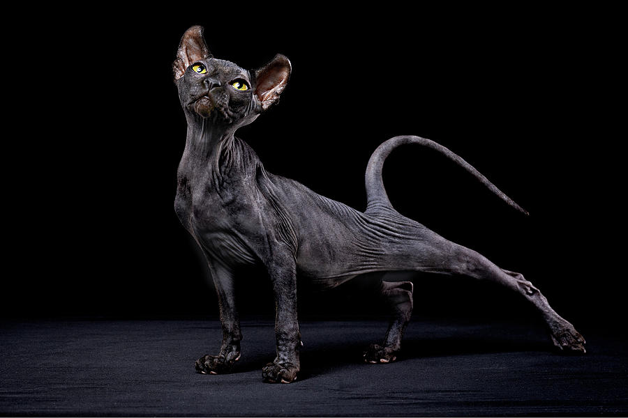 Sphynx Cat Photograph by Alexandra Draghici