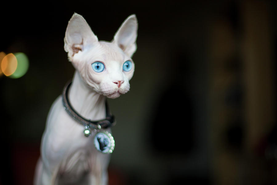 Sphynx Cat Photograph by Grove Pashley