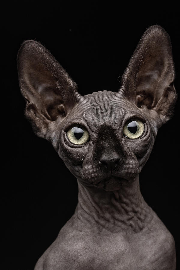 Sphynx Cat Photograph by Patrick Matte