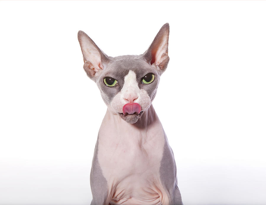 Sphynx Cat With Tongue Out Photograph by Hollenderx2