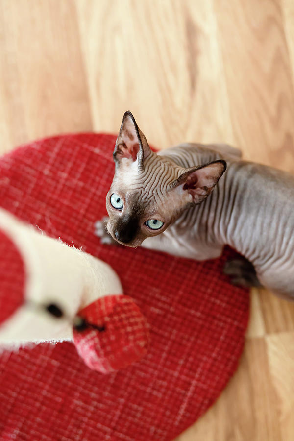 sphynx plush