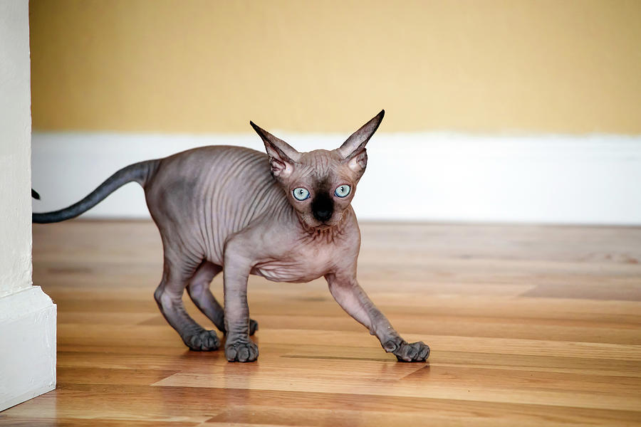 Sphynx Kitten Ran Out Of The Corner And Does Not Know What To Do ...