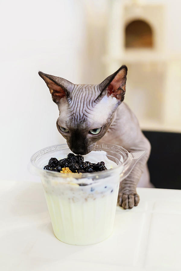 Sphynx Kitten Sniffs Yogurt With Dried Blueberry Fruit Photograph by