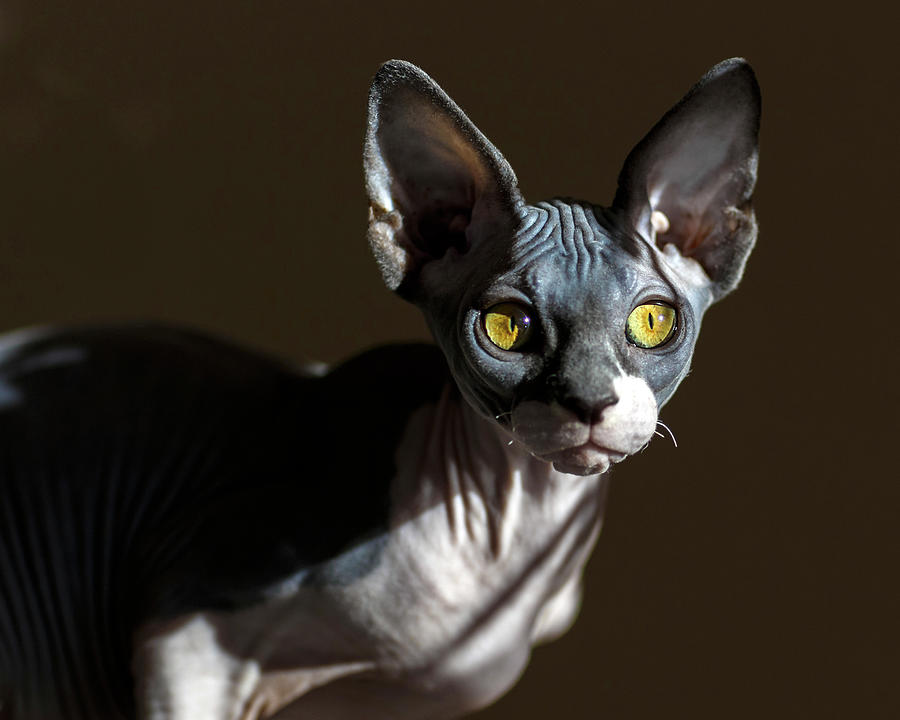 Sphynx Photograph by Wes and Dotty Weber