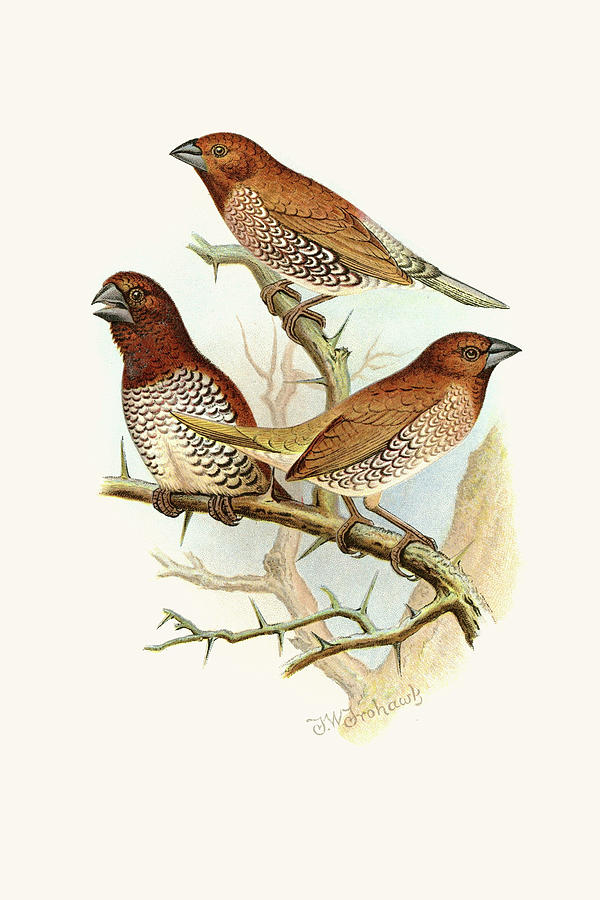 Spice Bird Painting by F.W. Frohawk