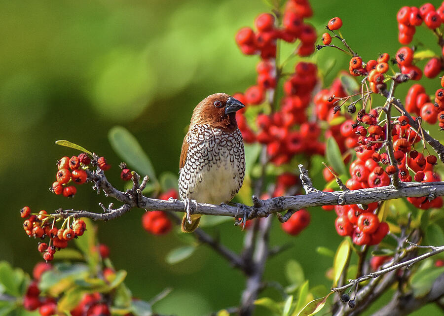 Spice Finch On Red Berry Bush 1 Photograph
