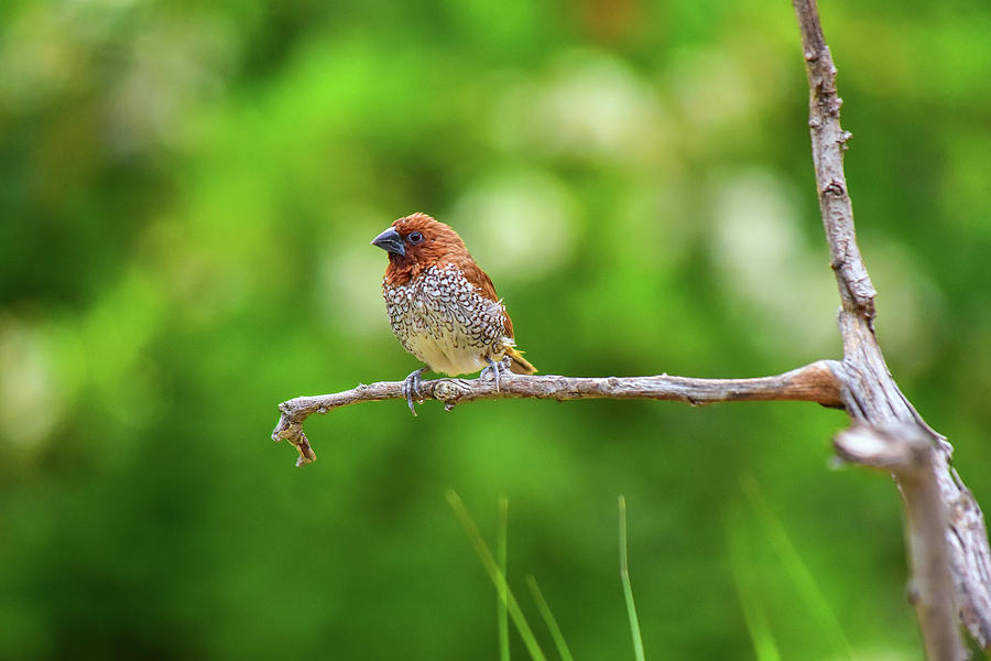 Spice Finch Sitting Alone Photograph
