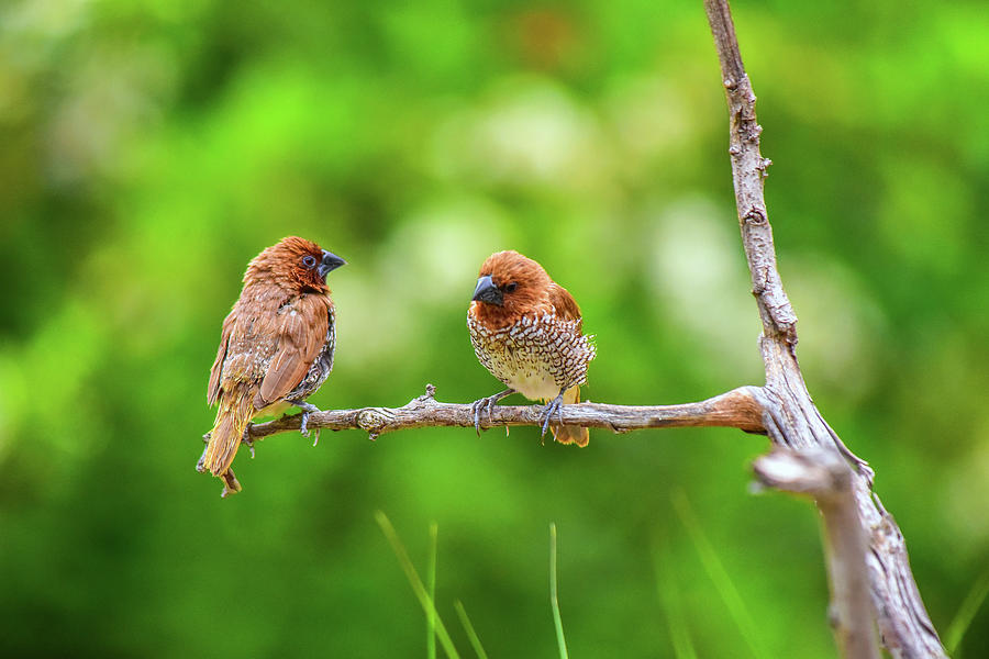 Spice Finches Two Together Photograph by Linda Brody