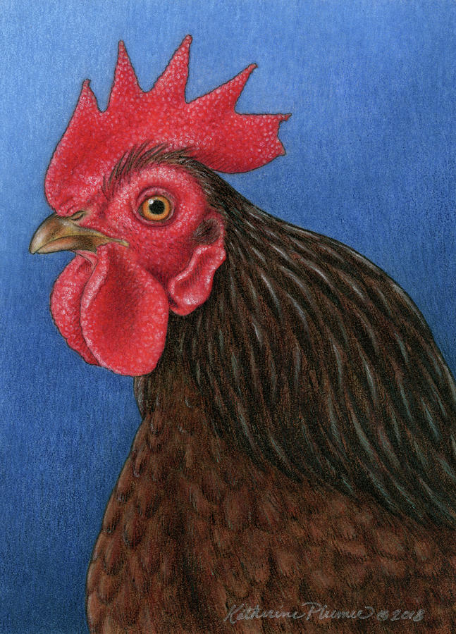 Rooster Drawing - Spice by Katherine Plumer