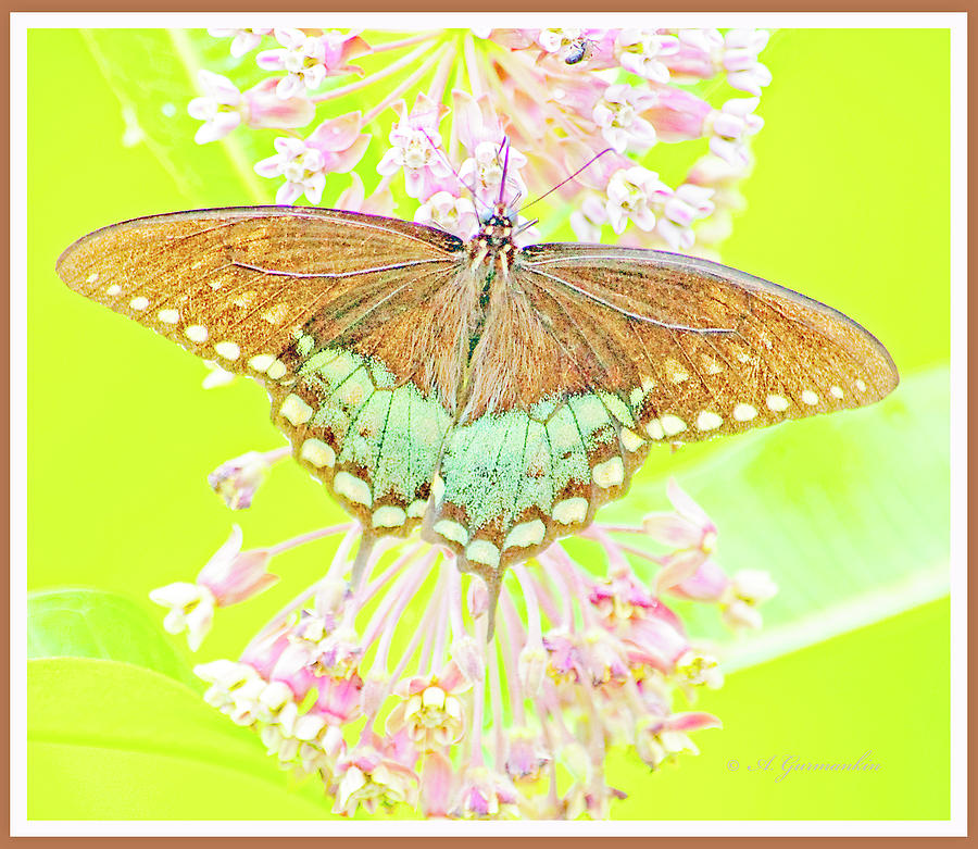 Spicebush Butterfly on Milkweed, Animal Portrait Digital Art by A Macarthur Gurmankin