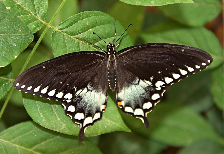 Spicebush Sswallowtail Papilio Troilus Photograph by Zeesstof