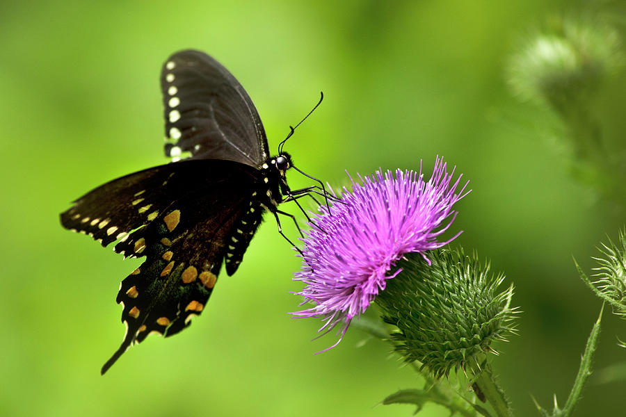 Spicebush Swallowtail Butterfly Photograph by Christina Rollo
