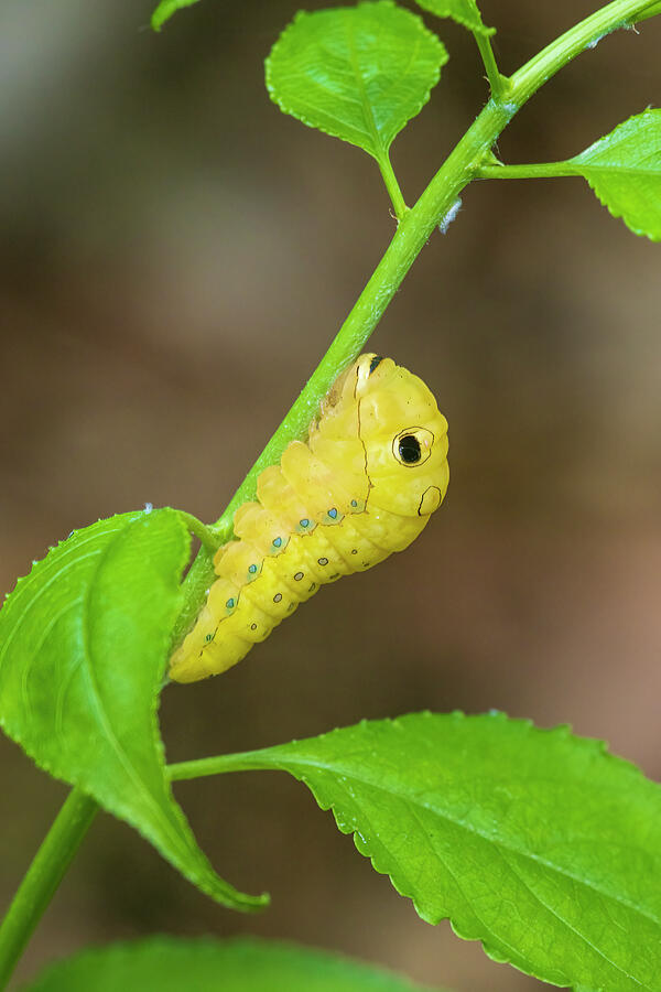 Caterpillar Photograph - Spicebush Swallowtail Caterpillar by Richard And Susan Day