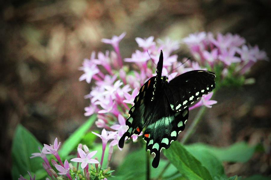Spicebush Swallowtail  Photograph by Cynthia Guinn