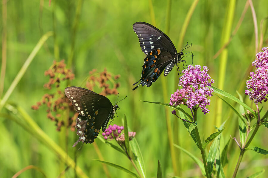 Butterfly Photograph - Spicebush Swallowtail Male And Female by Richard And Susan Day