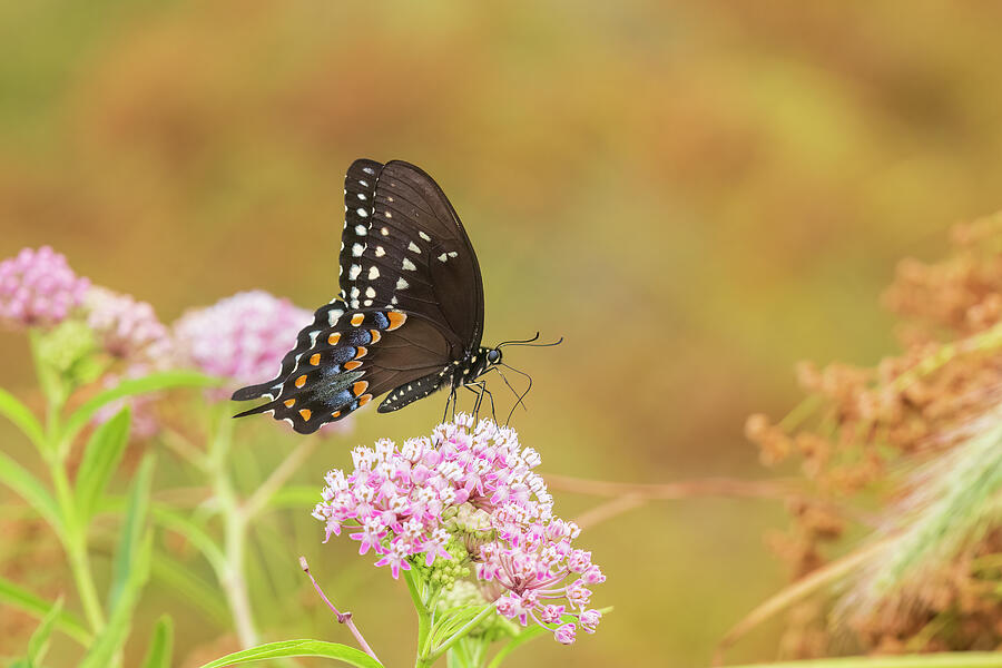Butterfly Photograph - Spicebush Swallowtail On Swamp by Richard And Susan Day