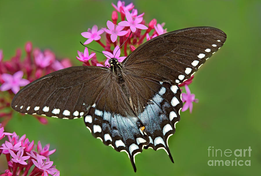 Spicebush Swallowtail Papilio Trollus Photograph by Dave Welling